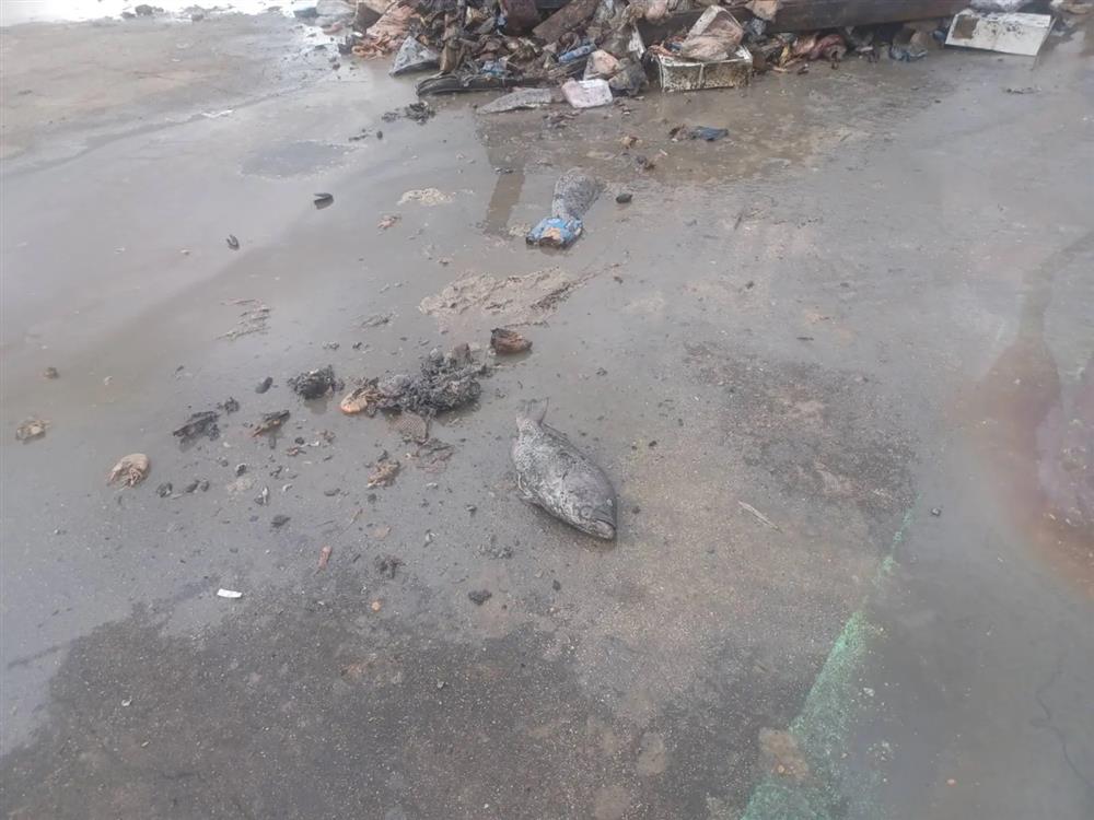 θεσσαλονικη - ζωικα - αποβλητα