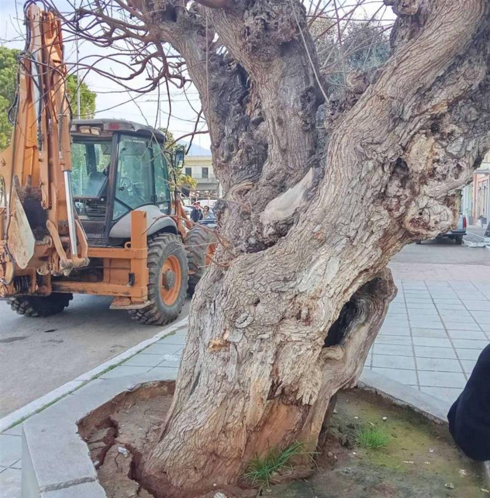 αιωνόβιο δέντρο -  μουριά