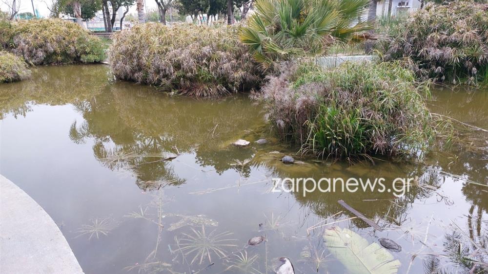 ΧΑΝΙΑ - ΝΕΚΡΕΣ ΧΕΛΩΝΕΣ - ΣΚΟΥΠΙΔΙΑ