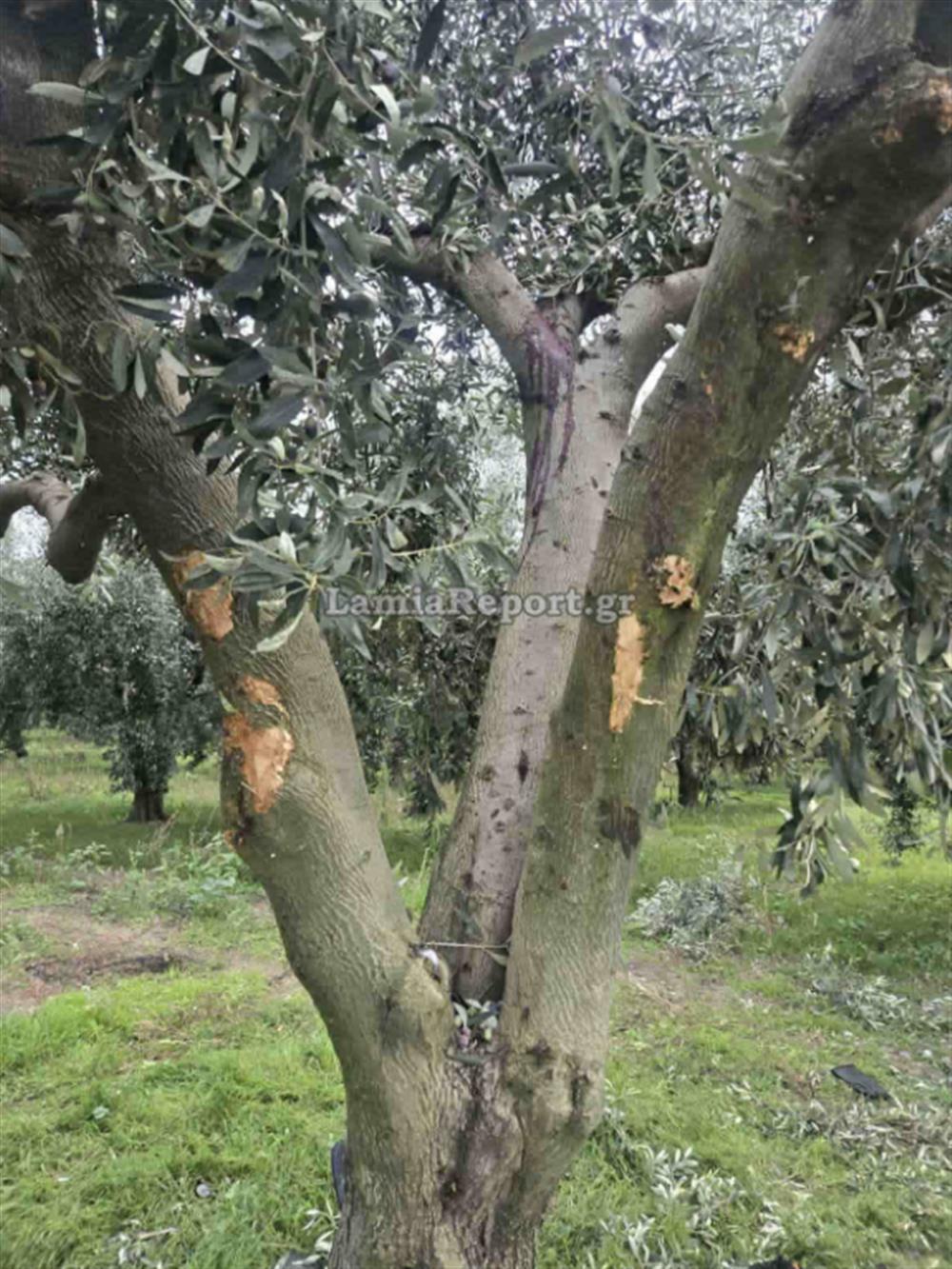 Τροχαίο - Αταλάντη Τροχαίο - Αταλάντη