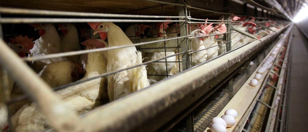 H5N1 - Γρίπη των πτηνών