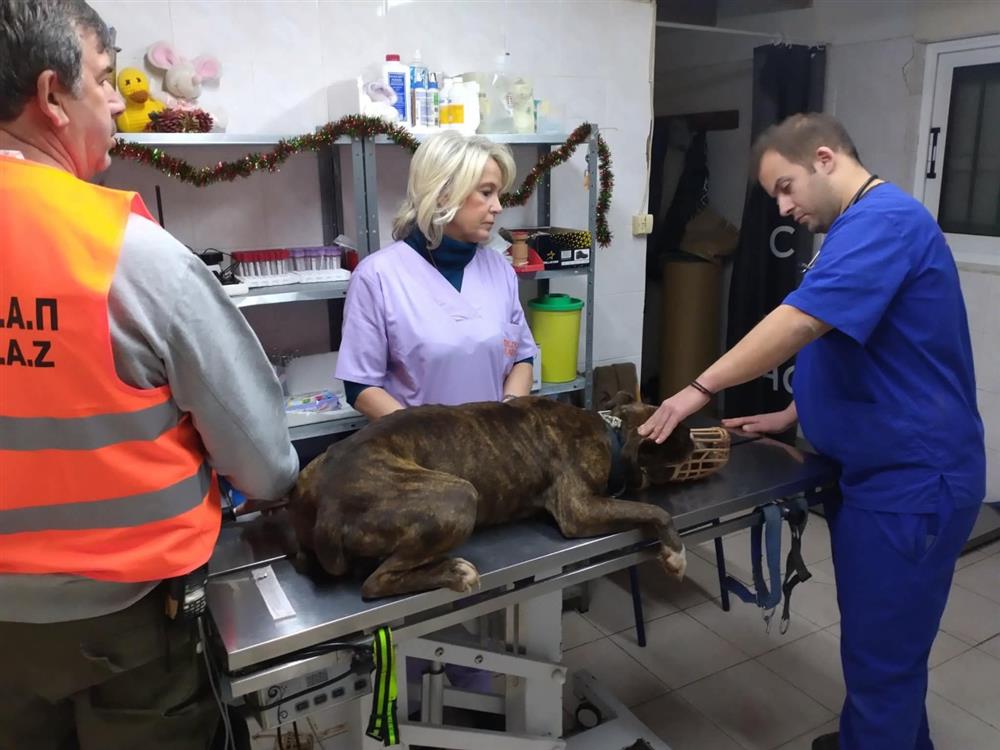 Ζάκυνθος - σκύλος