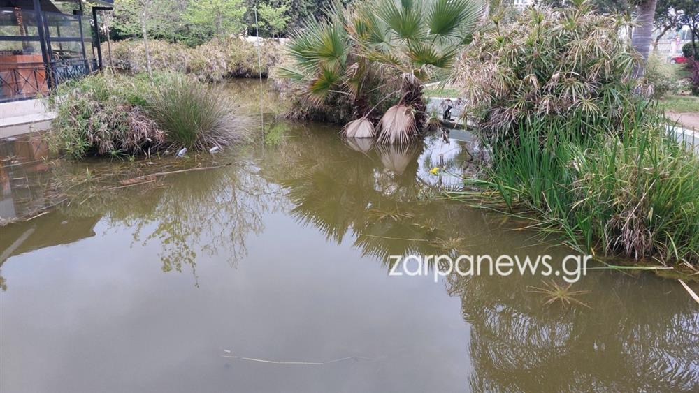 ΧΑΝΙΑ - ΝΕΚΡΕΣ ΧΕΛΩΝΕΣ - ΣΚΟΥΠΙΔΙΑ
