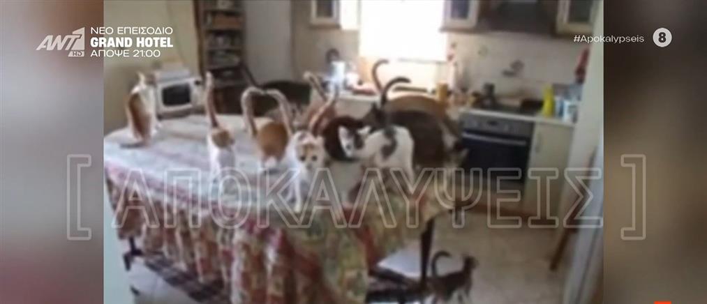 Θεσσαλονίκη: Φρίκη για το ζευγάρι που παραδέχεται οτι εκτρέφει γάτες για να τις φάει