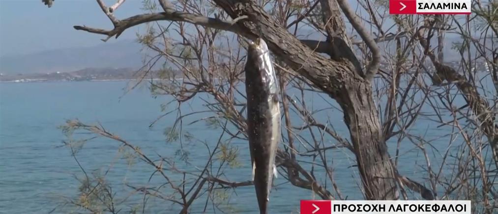 Σαλαμίνα: Καμπανάκι για την παρουσία λαγοκέφαλων χτύπησαν οι ψαράδες