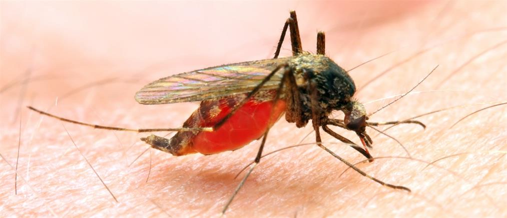 Συναγερμός στη Μαγνησία για τον ιό του Δυτικού Νείλου