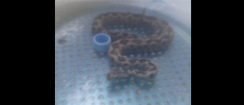 Μαρούσι: Βρέθηκε οχιά μέσα σε κτήριο