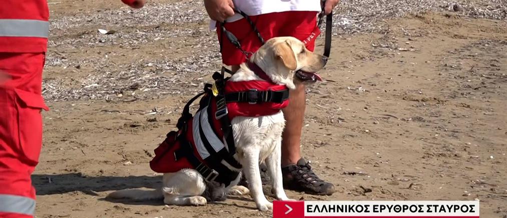 Ήρα: Η χαριτωμένη σκυλίτσα ναυαγοσώστρια (βίντεο)