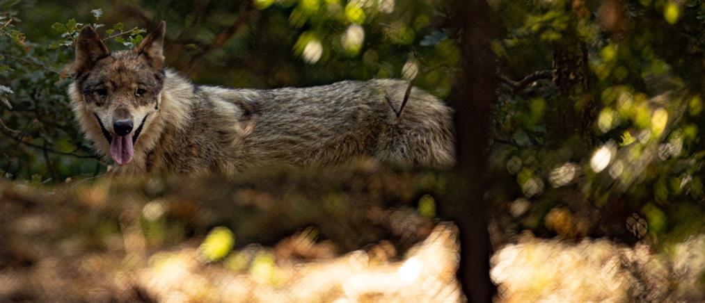 Καρδίτσα: Λύκος μπήκε σε ποιμνιοστάσιο και σκότωσε 20 πρόβατα και αρνιά (εικόνες)