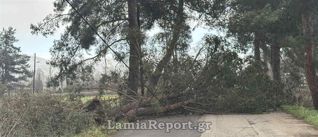Λαμία: Ζημιές από τους θυελλώδεις ανέμους στη Φθιώτιδα