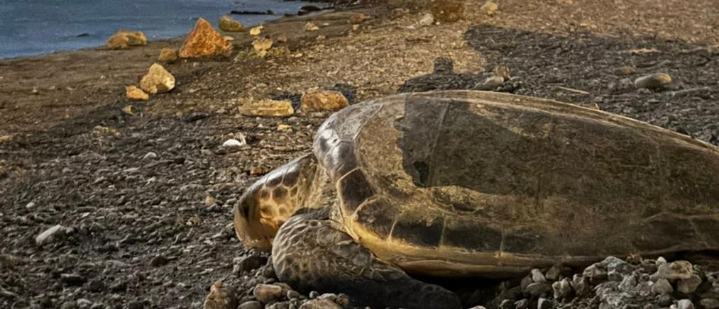 Χελώνα γέννησε στην παραλία Αναβύσσου ενώ καιγόταν η Κερατέα (εικόνες)