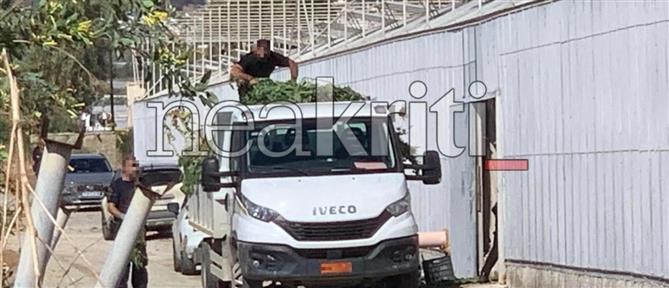 Κρήτη: Εντοπίστηκε χασισοφυτεία με πάνω από 1.000 δενδρύλλια κάνναβης