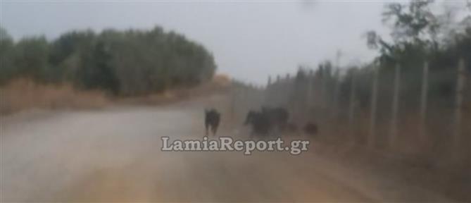 Λαμία: Αγριογούρουνα κάνουν βόλτες πάνω στις γραμμές τρένου