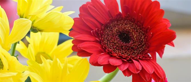 Εορτολόγιο: Ποιοι γιορτάζουν σήμερα 11 Ιανουαρίου