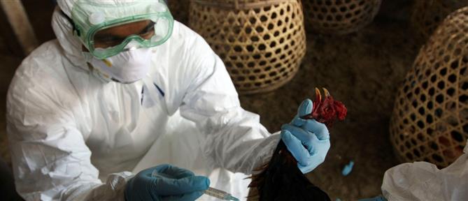 ΗΠΑ: Δεύτερος θάνατος φέτος εξαιτίας της γρίπης των πτηνών