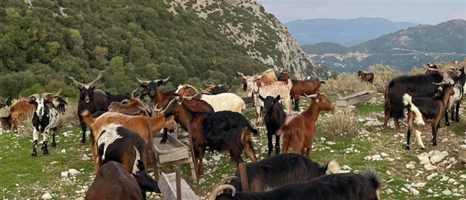 Ευλογιά αιγοπροβάτων: Συνεδριάζουν στον Τύρναβο οι κτηνοτρόφοι