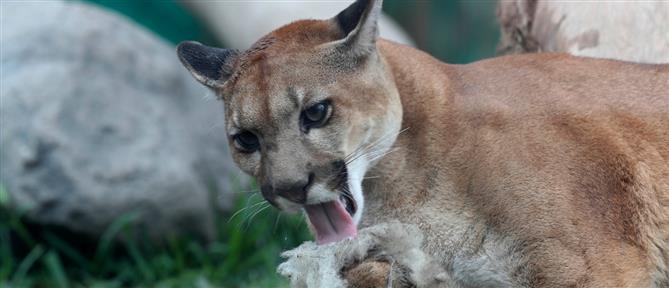 ΗΠΑ: Κούγκαρ επιτέθηκε και σκότωσε γυναίκα στο Κολοράντο